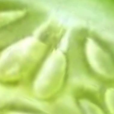 10 heart healthy vegetables to naturally unclog arteries and boost cardiovascular health