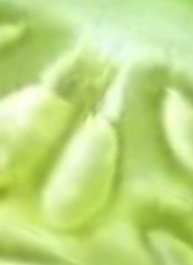 10 heart healthy vegetables to naturally unclog arteries and boost cardiovascular health