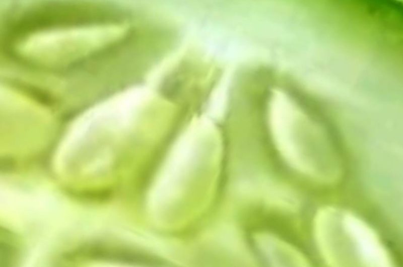 10 heart healthy vegetables to naturally unclog arteries and boost cardiovascular health