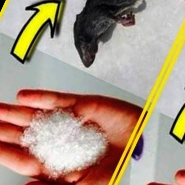 12 effective and natural ways to keep rats and mice out of your home