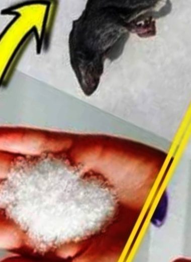 12 effective and natural ways to keep rats and mice out of your home