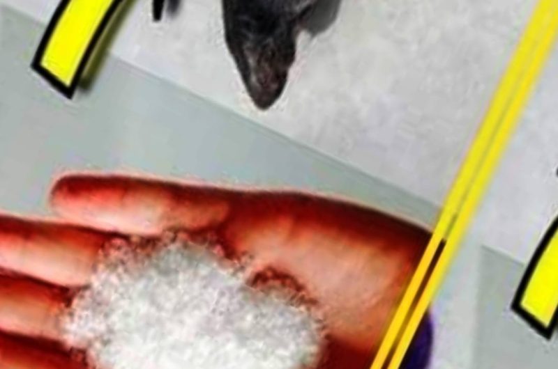 12 effective and natural ways to keep rats and mice out of your home