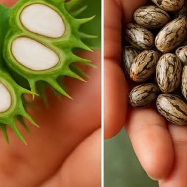 7 day castor oil ritual natural skincare haircare and wellness guide