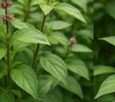 basil infusion recipe a cancer fighting immune boosting herbal tea