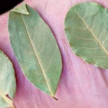 bay leaf foot remedies natural relief for sore feet
