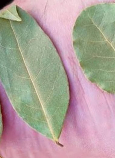 bay leaf foot remedies natural relief for sore feet
