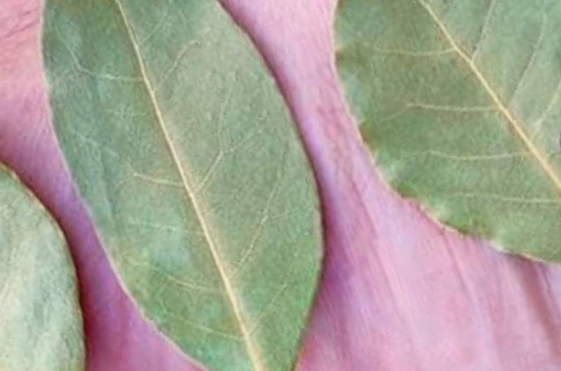 bay leaf foot remedies natural relief for sore feet
