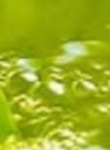 best natural blood thinner teas ginger turmeric green hibiscus and cinnamon recipes for heart health