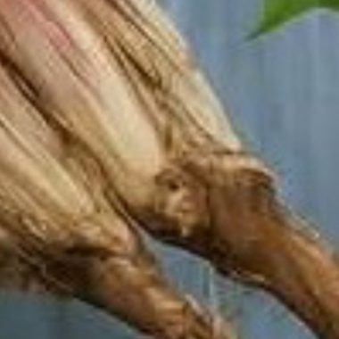 dandelion root coffee recipe 20 health benefits and easy homemade guide