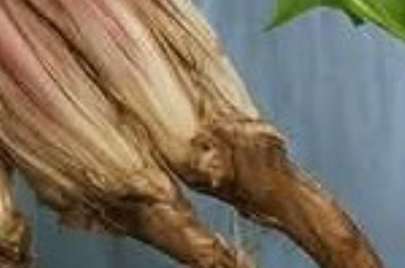 dandelion root coffee recipe 20 health benefits and easy homemade guide