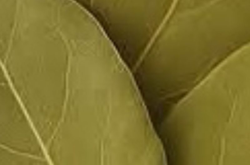 diy bay leaf facial toner natural skincare recipe for glowing skin
