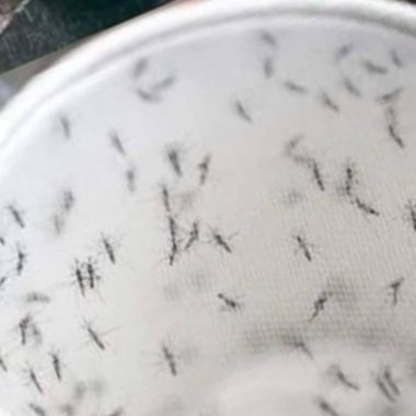 diy natural insect repellent eco friendly solution for a pest free home