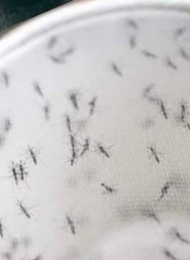 diy natural insect repellent eco friendly solution for a pest free home