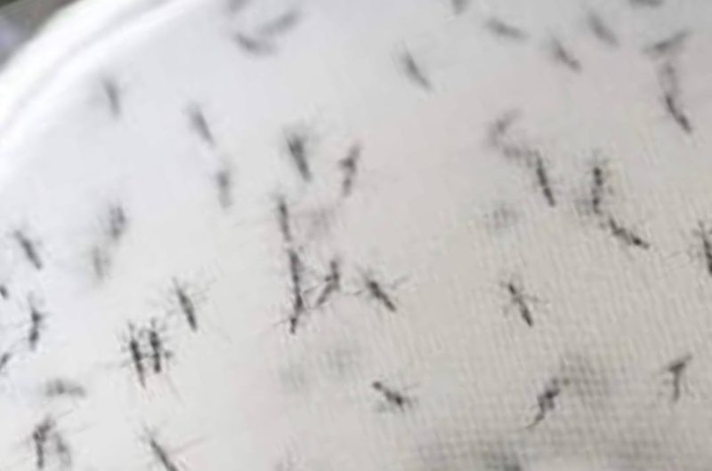 diy natural insect repellent eco friendly solution for a pest free home