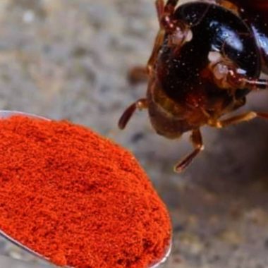diy natural insect repellent spray eco friendly pest control for your home