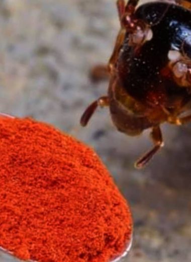 diy natural insect repellent spray eco friendly pest control for your home