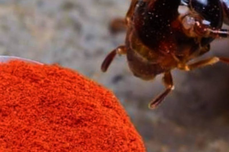diy natural insect repellent spray eco friendly pest control for your home