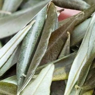dried olive leaves ancient healing secrets for modern wellness