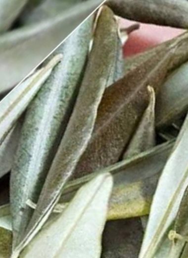 dried olive leaves ancient healing secrets for modern wellness