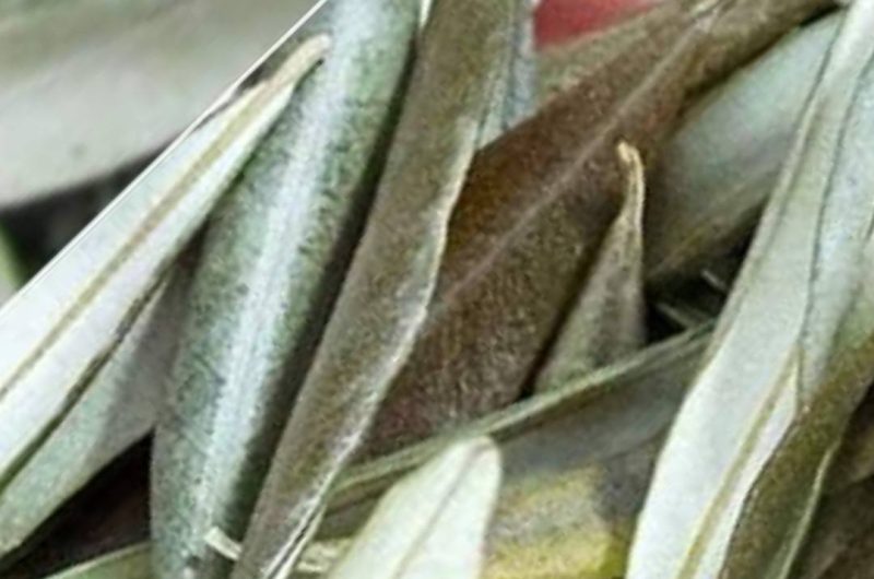 dried olive leaves ancient healing secrets for modern wellness