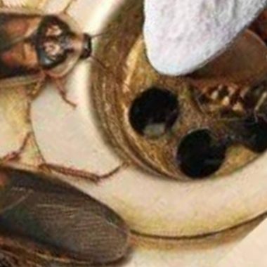 eco friendly natural cockroach repellent recipe banish pests forever