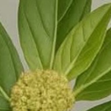 euphorbia hirta asthma plant 17 amazing health benefits and how to use it