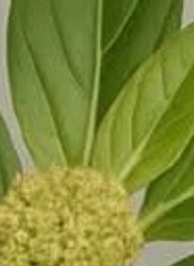euphorbia hirta asthma plant 17 amazing health benefits and how to use it