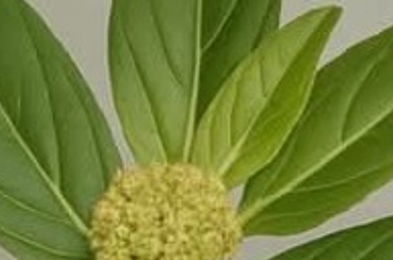 euphorbia hirta asthma plant 17 amazing health benefits and how to use it