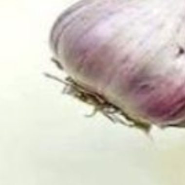 garlic milk elixir a natural remedy for colds flu and more