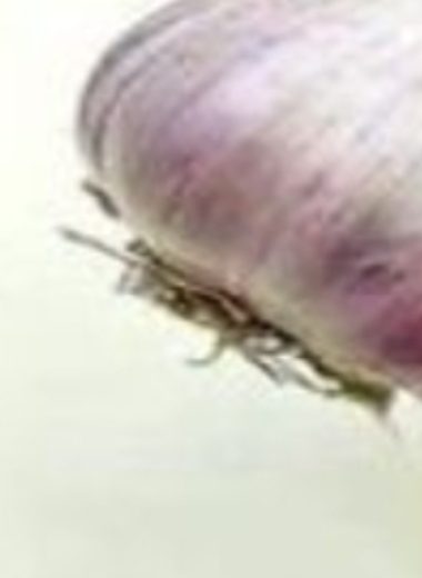 garlic milk elixir a natural remedy for colds flu and more