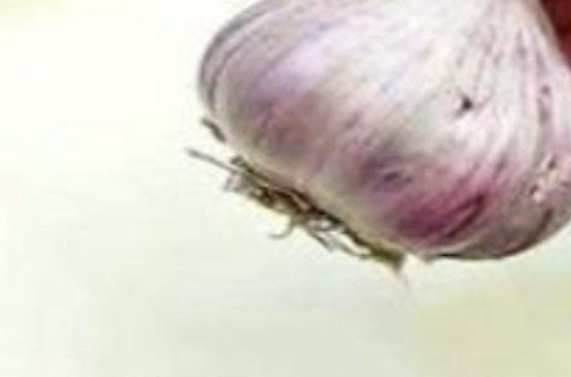 garlic milk elixir a natural remedy for colds flu and more