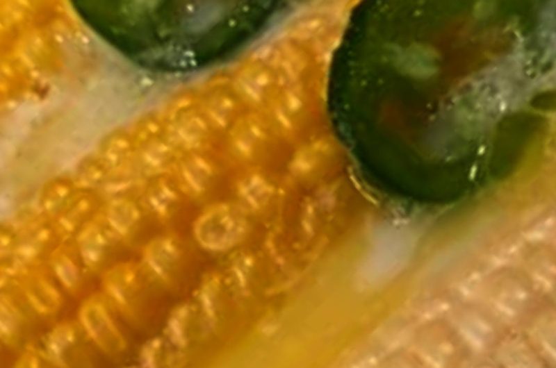 jalapeno honey butter bath corn a smoky spicy and sweet summer delight