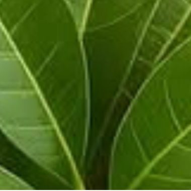 mango leaf tea a natural health elixir for vision blood sugar and heart health