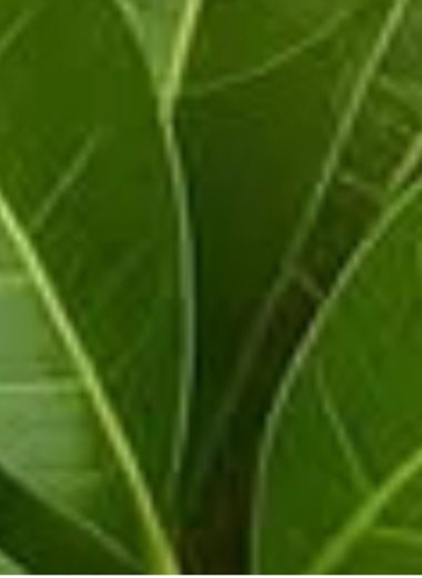 mango leaf tea a natural health elixir for vision blood sugar and heart health