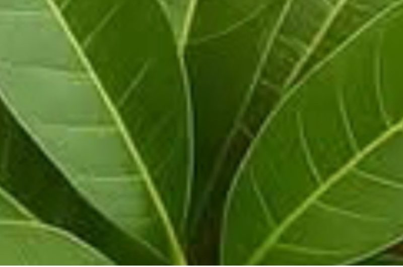 mango leaf tea a natural health elixir for vision blood sugar and heart health