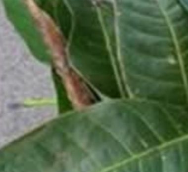 mango leaves unlocking natures hidden health benefits for blood sugar heart and respiratory wellness