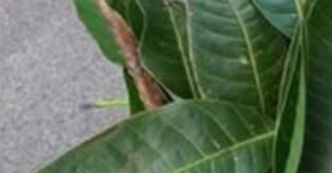 mango leaves unlocking natures hidden health benefits for blood sugar heart and respiratory wellness