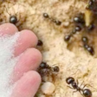 natural ant control how to get rid of ants with baking soda and icing sugar