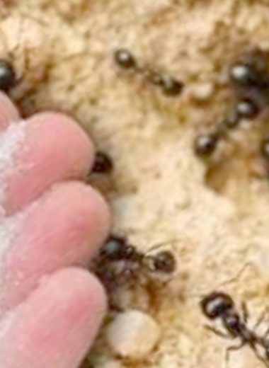 natural ant control how to get rid of ants with baking soda and icing sugar