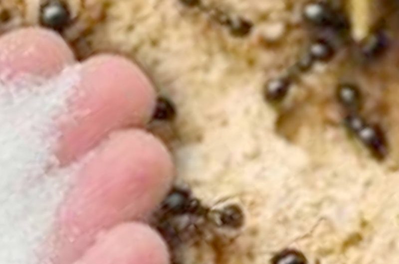 natural ant control how to get rid of ants with baking soda and icing sugar