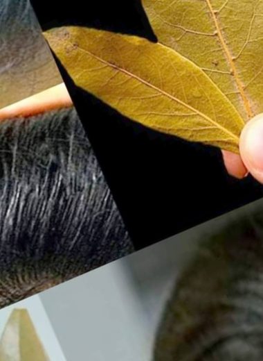 natural gray hair remedy 2 minute solution for youthful hair