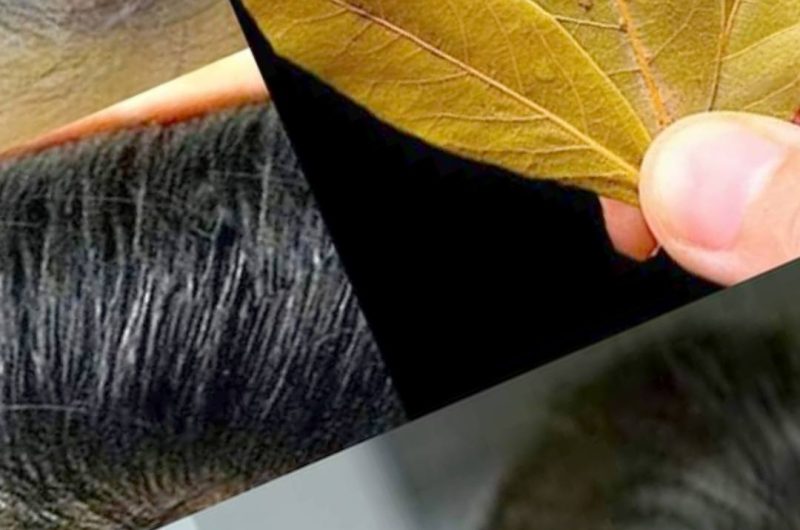natural gray hair remedy 2 minute solution for youthful hair