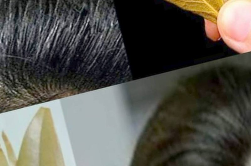 natural gray hair solution 2 minute remedy for youthful hair