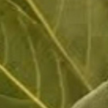 natural joint pain relief with bay leaf oil a simple diy remedy