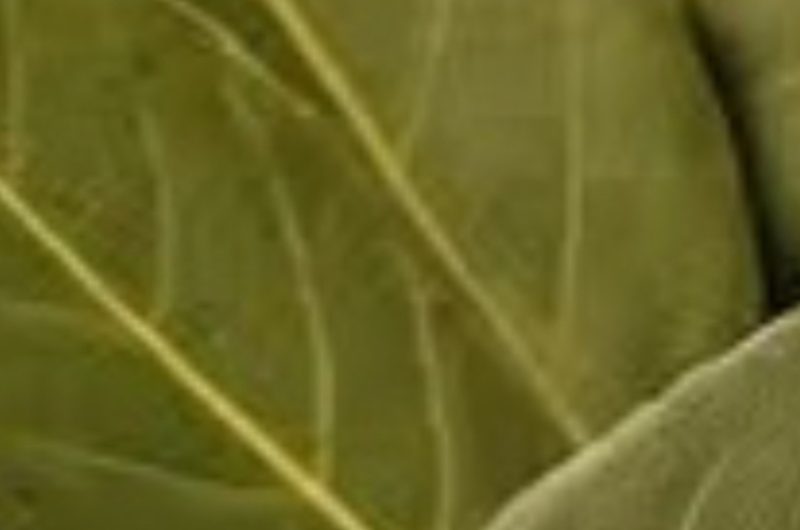 natural joint pain relief with bay leaf oil a simple diy remedy