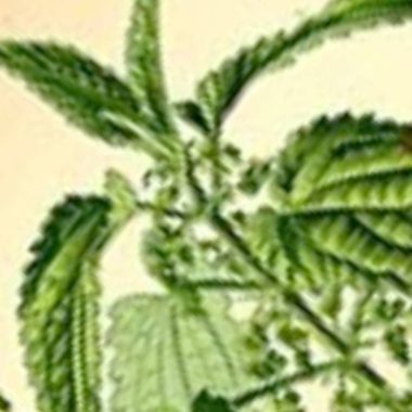 nettle tea recipe a natural blood sugar management superfood