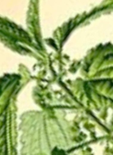 nettle tea recipe a natural blood sugar management superfood