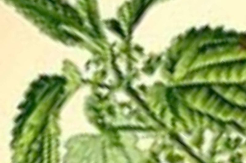 nettle tea recipe a natural blood sugar management superfood