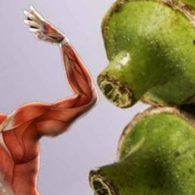 okra the ultimate superfood for healing and wellness
