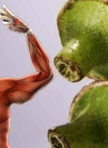 okra the ultimate superfood for healing and wellness